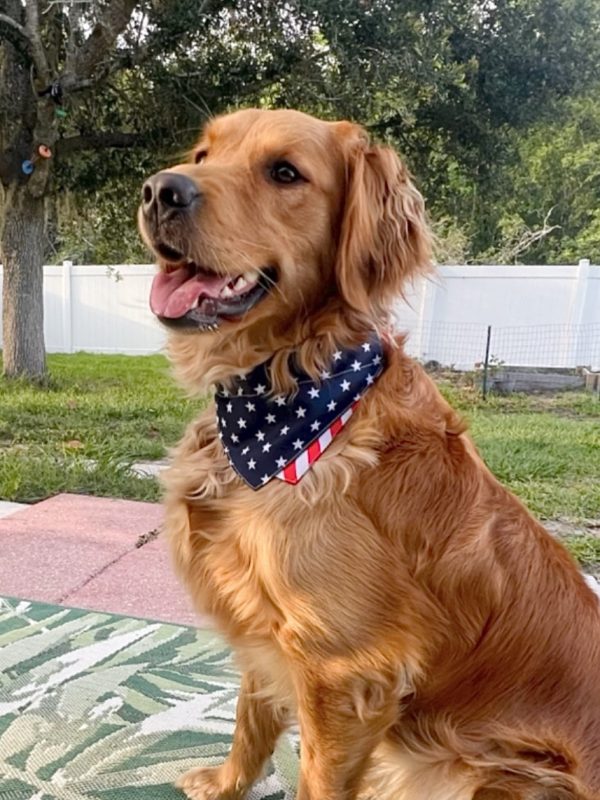 Nirvana Goldens - Emmie flag scarf